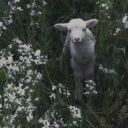 priestest-of-the-moon avatar