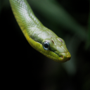 primalsphotos avatar