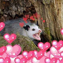 primarilypossums avatar