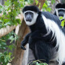 primate-tournament avatar