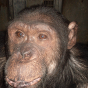 primatesnotpets avatar