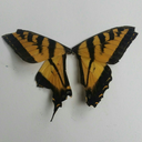 primepetalpoetry avatar