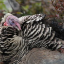 primitive-wiggle avatar