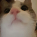 prince-hermit avatar