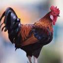 prince-of-nerds avatar