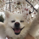 princefalloutboy avatar