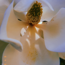 princemeowmers avatar