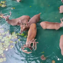 princeofgemini avatar