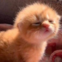 princeofpossums avatar