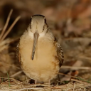 princeofrats-23 avatar