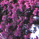 princesacometa avatar