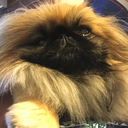 princess----leia avatar