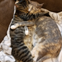 princess-bee75 avatar