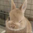 princess-bunnydog avatar