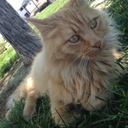 princess-cellyx avatar