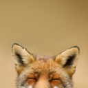 princess-is-away-blog avatar