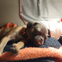 princess-liez avatar