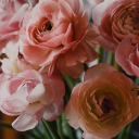 princess-nico avatar