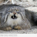 princess-of-pure-reason avatar