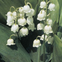 princess-prentiss avatar