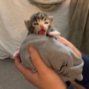 princess-tree avatar