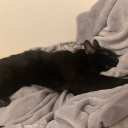 princessambet avatar