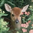 princessbabydeer avatar