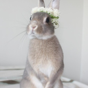 princessbun-bun avatar