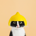 princesscheeto avatar