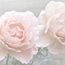 princesscherri avatar