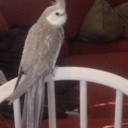 princesselsbeth avatar