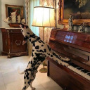 princessfeli96 avatar