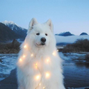 princessfoalan avatar