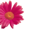 princessjinxery avatar