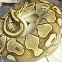 princessnooodle avatar