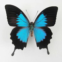 princessofevil54 avatar