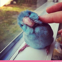 princessparakeets avatar