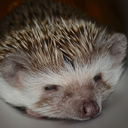 princesspenelopepricklepants avatar