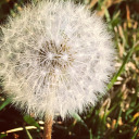 princesspuffle8 avatar