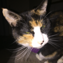 princessstarfish avatar