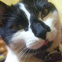 princessstarlightpy avatar