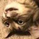 princesssteve avatar