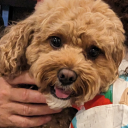 princesstragedy avatar