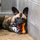 princessuncertain avatar