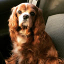 princesswarrior93 avatar