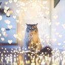 princet-ofthe-rivers avatar