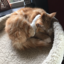 princethetuxedocat avatar