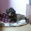 princezz-sparkle avatar