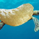 pringleturtle avatar