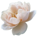 prinxesssophia avatar